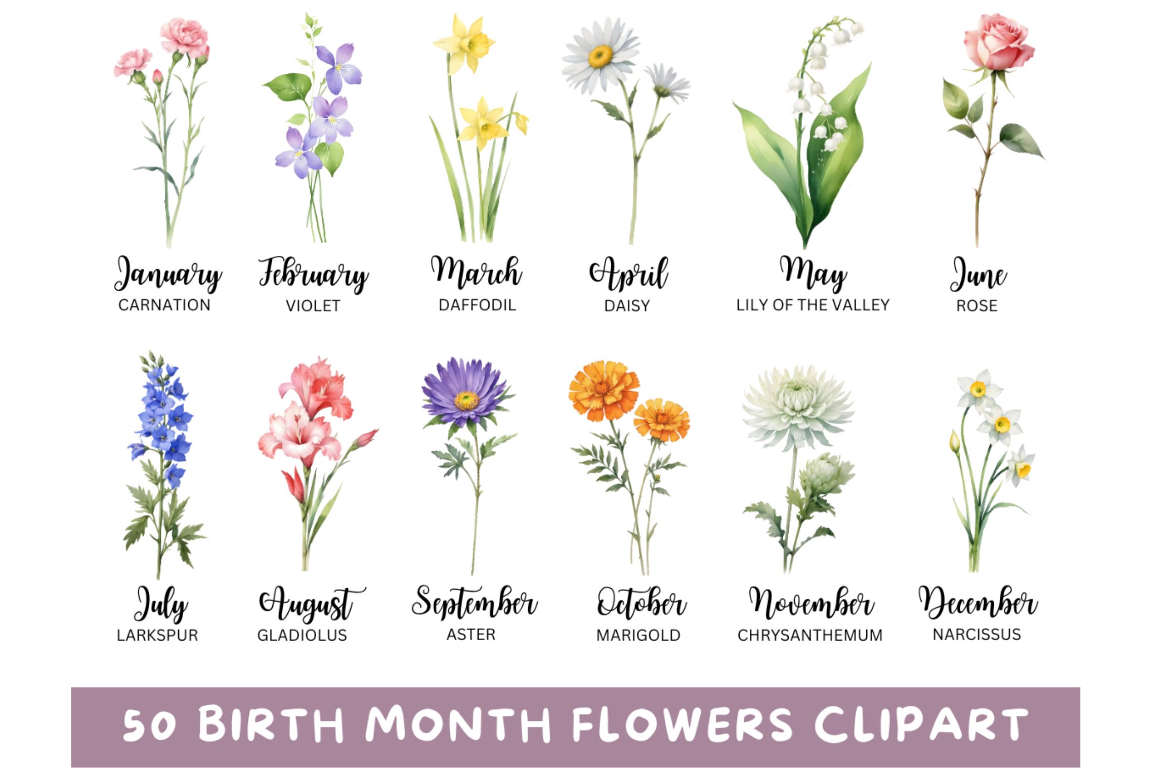50 Watercolor Birth Month Flowers PNG