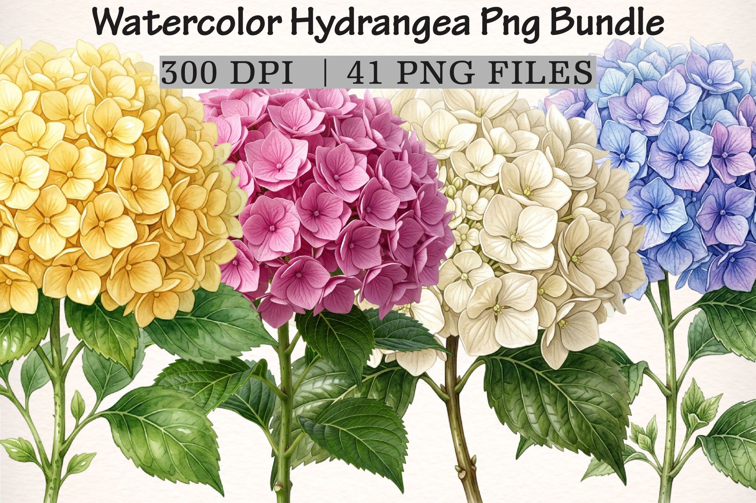 Watercolor Hydrangea PNG Bundle